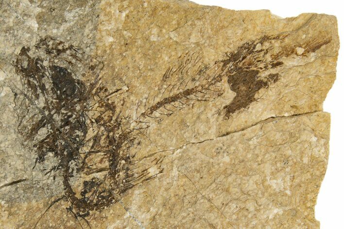 Oligocene Fossil Fish (Clupea sardinites) - Poland #320597